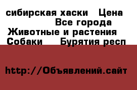 l: сибирская хаски › Цена ­ 10 000 - Все города Животные и растения » Собаки   . Бурятия респ.